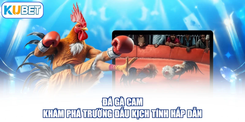Đá Gà Cam - Khám Phá Trường Đấu Kịch Tính Hấp Dẫn