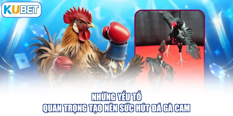 Những yếu tố quan trọng tạo nên sức hút đá gà cam