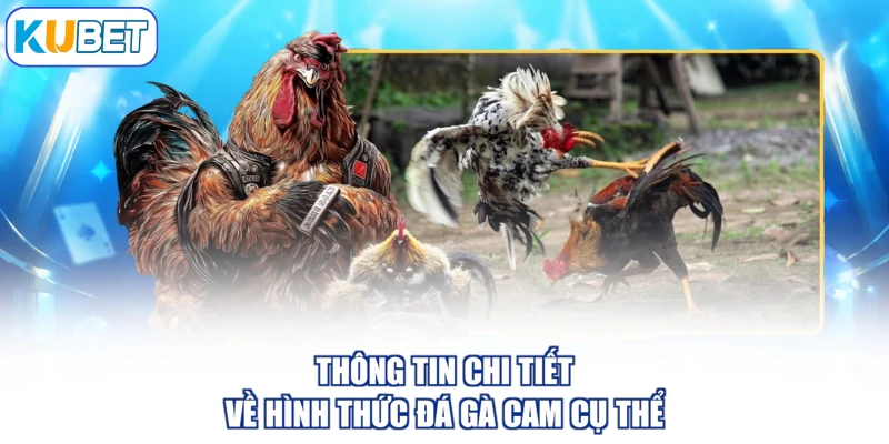 Thông tin chi tiết về hình thức đá gà cam cụ thể